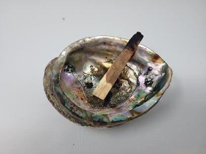 UL-6010-A – Natural Abalone Shell 4 to 5 inches (No Stand) – Orgo-Life®