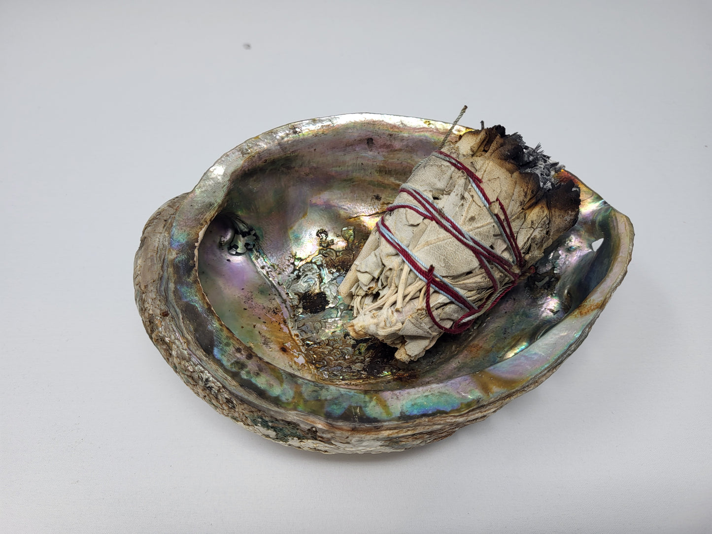 UL-6010-A – Natural Abalone Shell 4 to 5 inches (No Stand) – Orgo-Life®