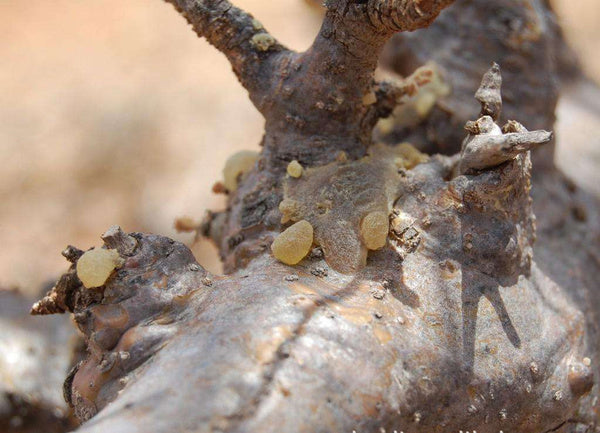 UL-6025-100  Frankincense resin  pcs  (same as the Vatican)  100 gr. / Résine d'encens pcs (même que le Vatican) 100 gr.