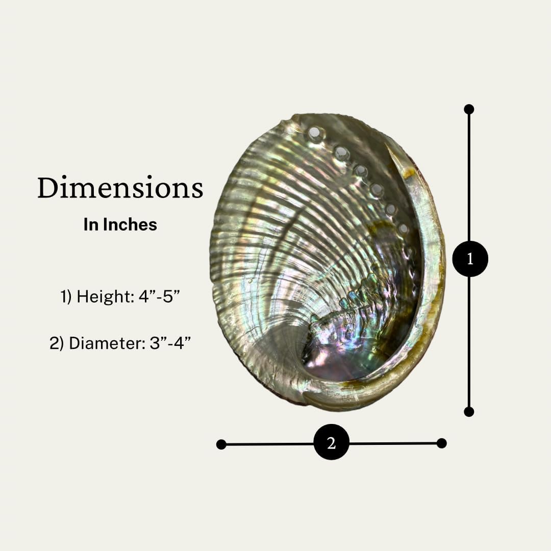 UL-6010-A – Natural Abalone Shell 4 to 5 inches (No Stand) – Orgo-Life®