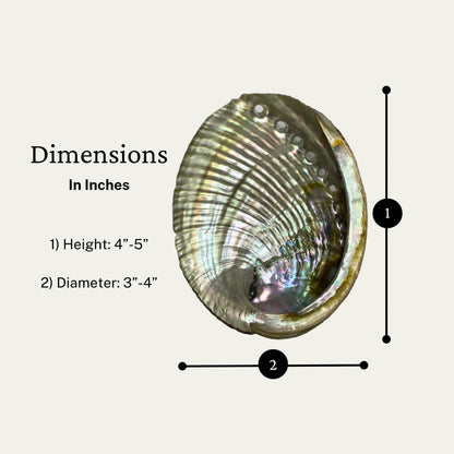 UL-6010-A – Natural Abalone Shell 4 to 5 inches (No Stand) – Orgo-Life®