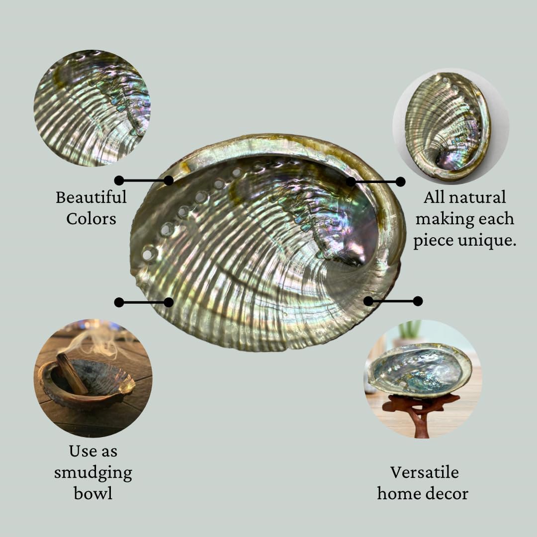 UL-6010-A – Natural Abalone Shell 4 to 5 inches (No Stand) – Orgo-Life®